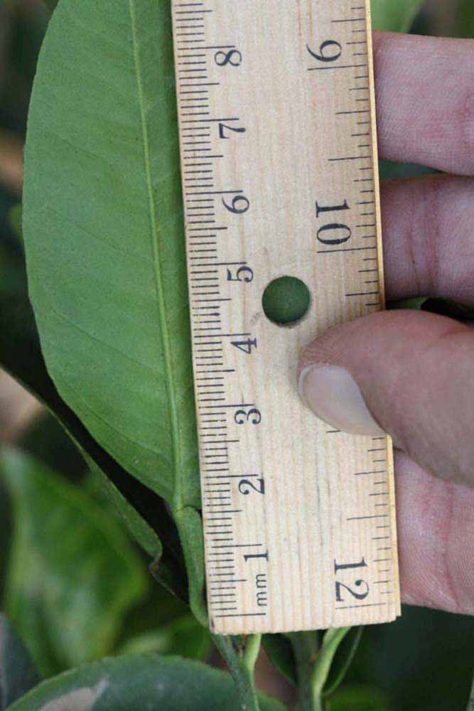              Unifoliolate leaf (Riverside, CA)       